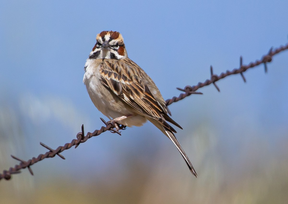 Lark Sparrow - ML434204381