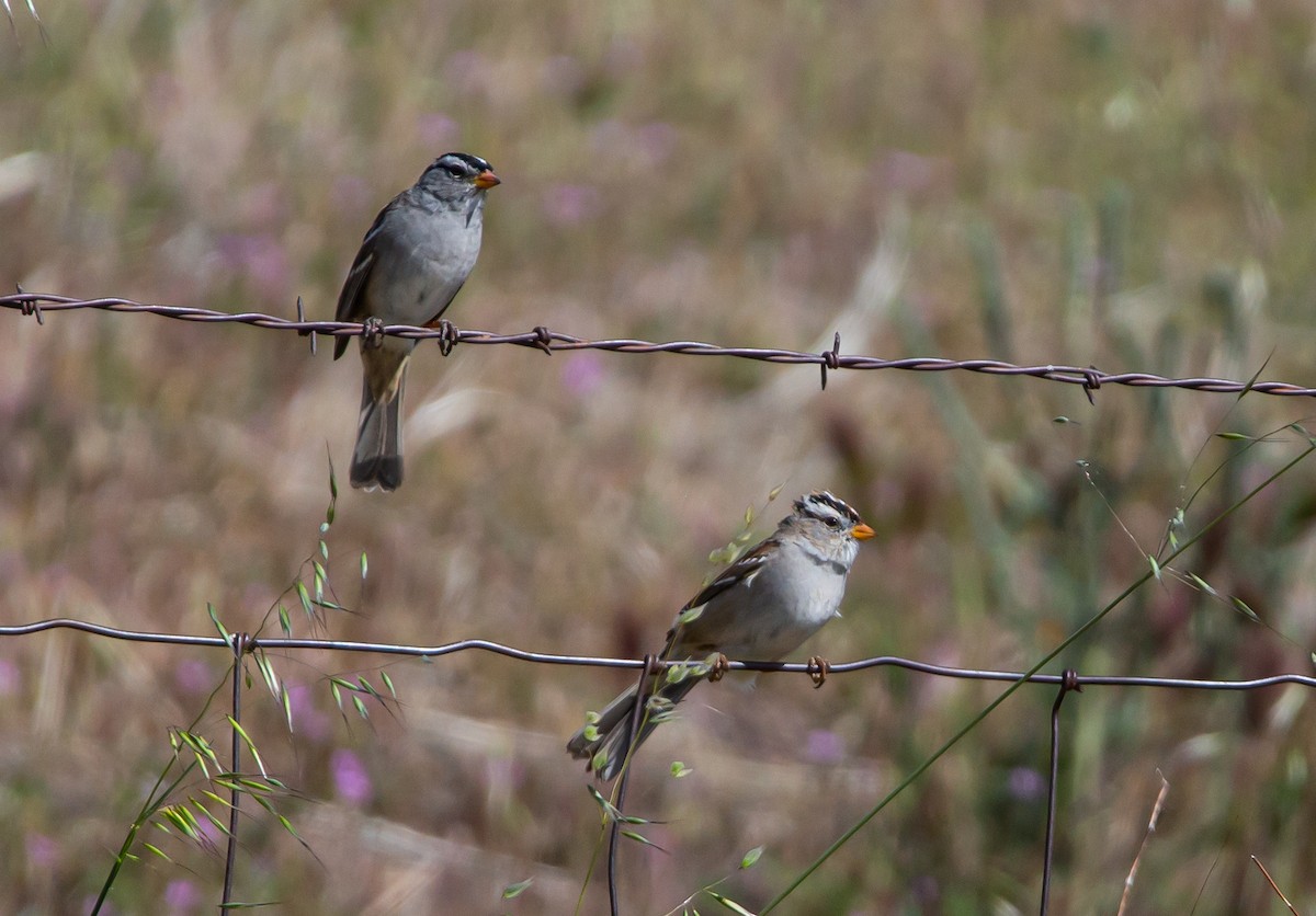 White-crowned Sparrow - ML434204581