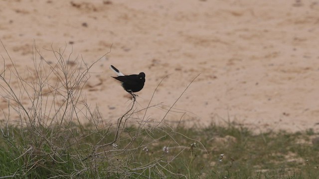 White-crowned Wheatear - ML434205161
