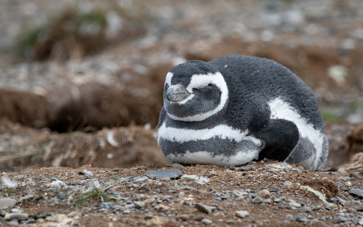 Magellanic Penguin - ML434206391