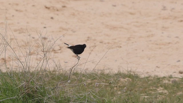 White-crowned Wheatear - ML434207761