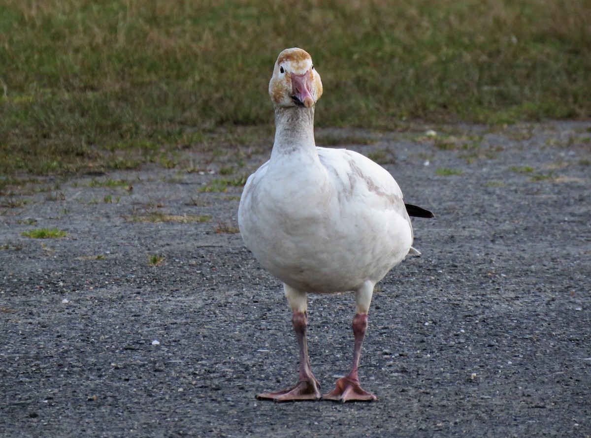 Snow Goose - ML434209081