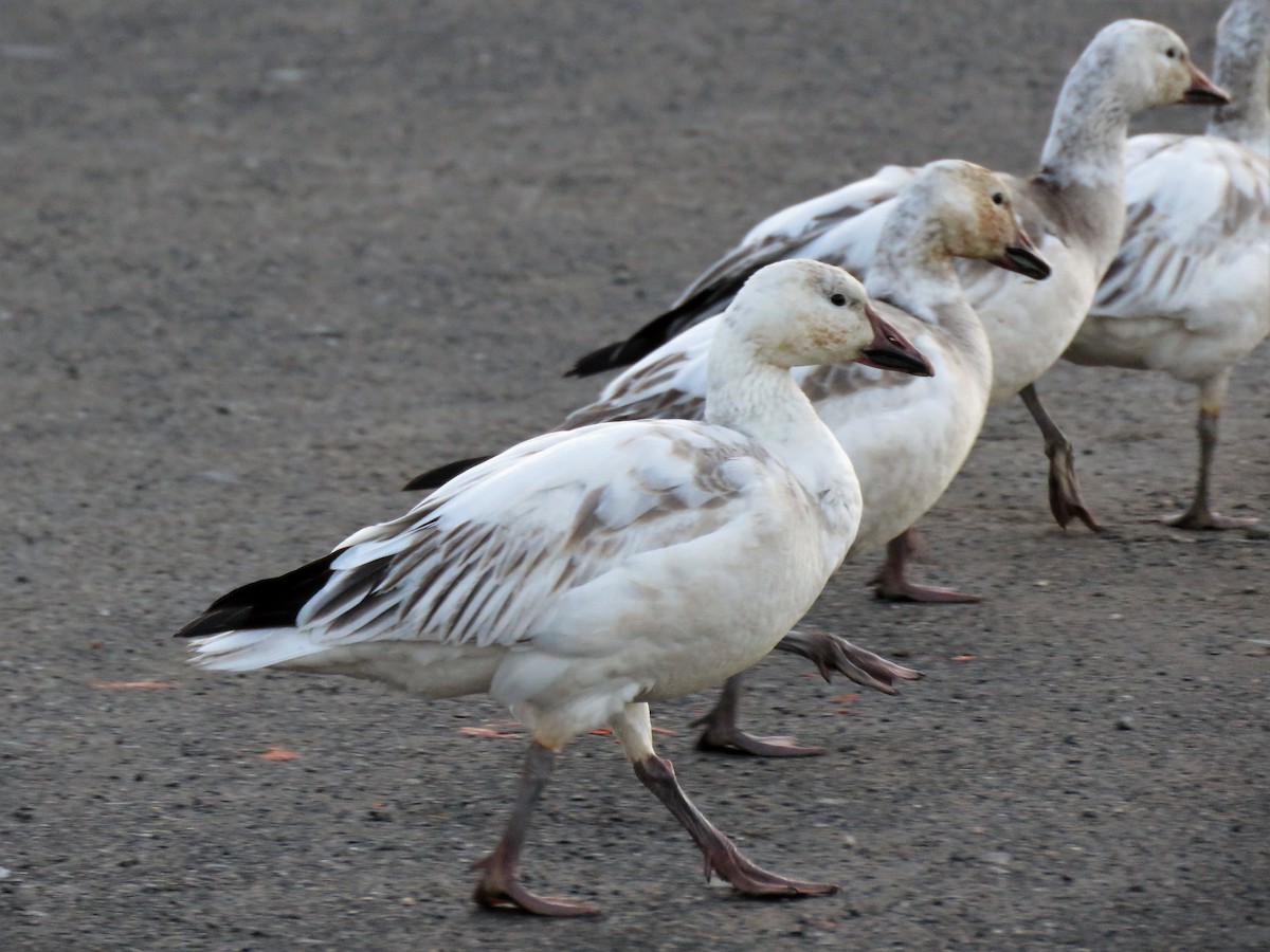 Snow Goose - ML434209261