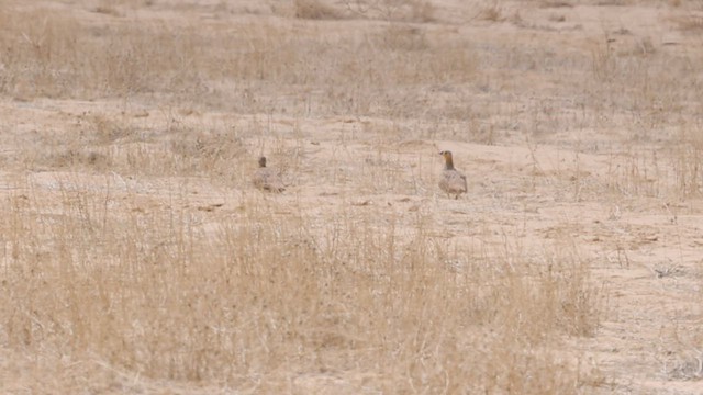 Crowned Sandgrouse - ML434209651