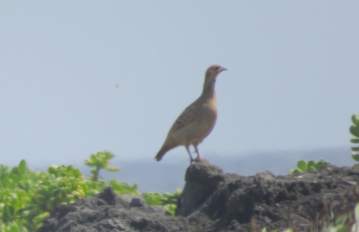 Gray Francolin - Anonymous