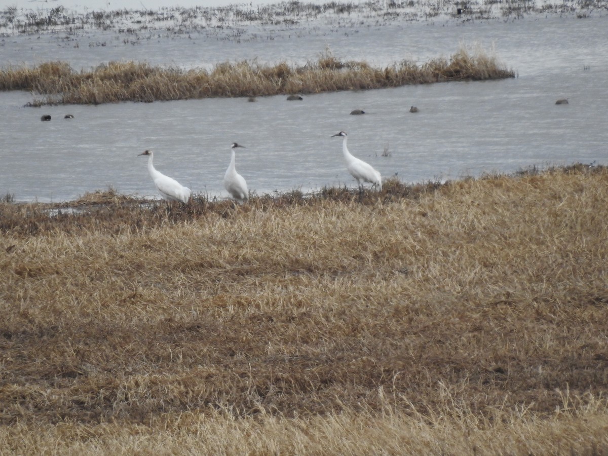 Whooping Crane - ML434210211