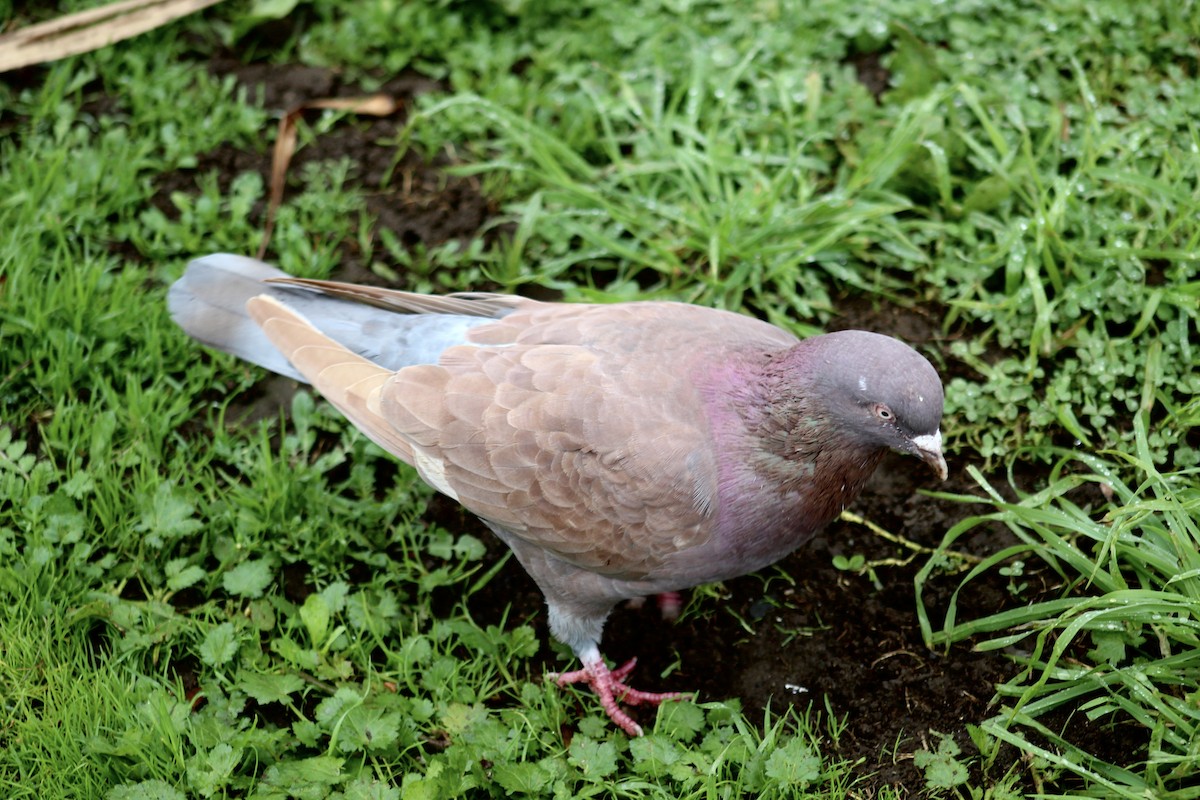 Rock Pigeon (Feral Pigeon) - ML434211461