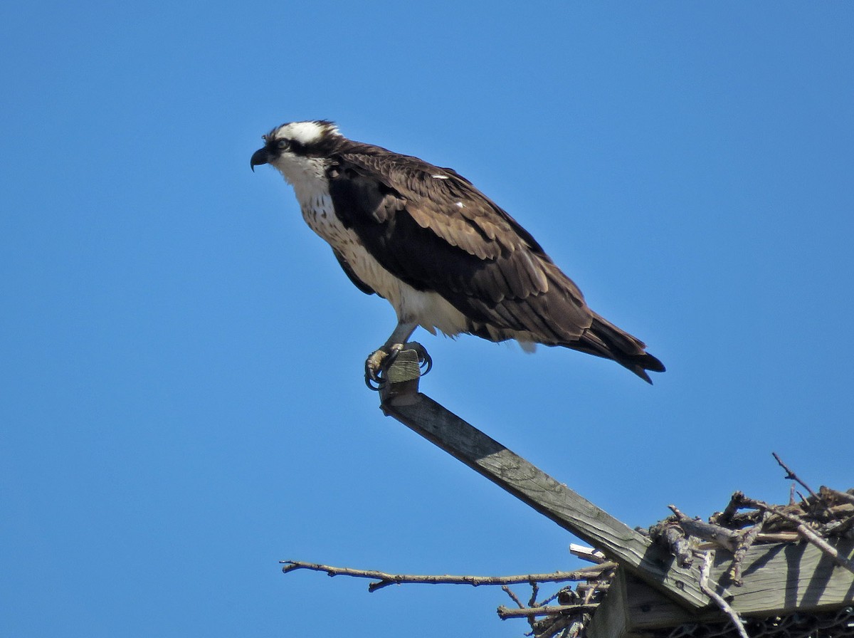 Águila Pescadora - ML434211511