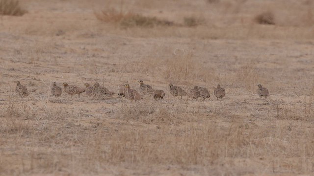 Crowned Sandgrouse - ML434212061