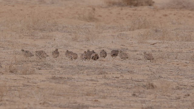 Crowned Sandgrouse - ML434212691