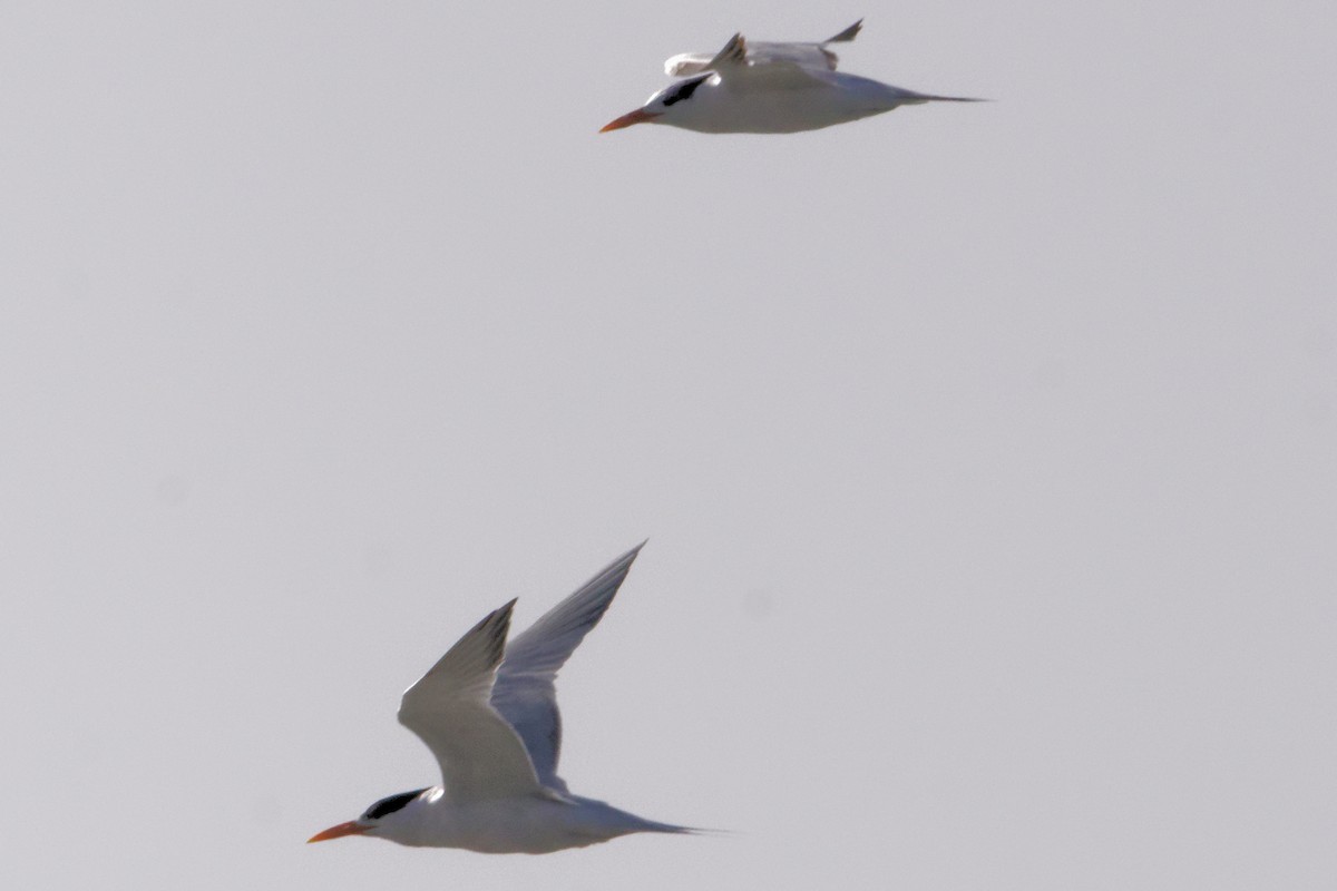 Royal Tern - ML434212781