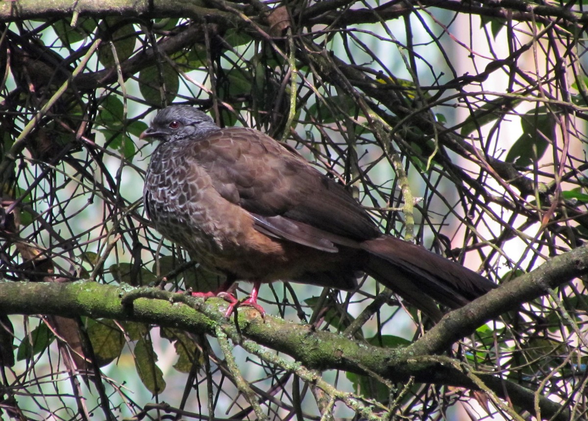 Andean Guan - ML434213511