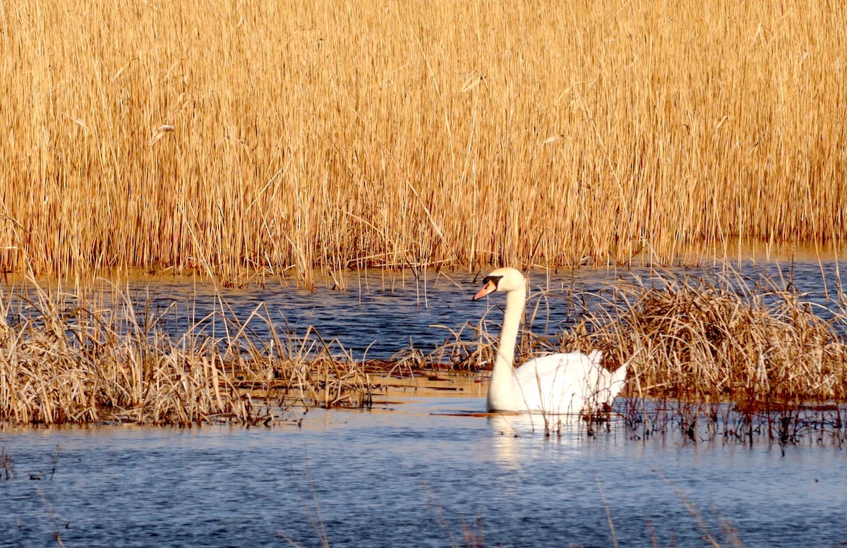 Höckerschwan - ML434214621
