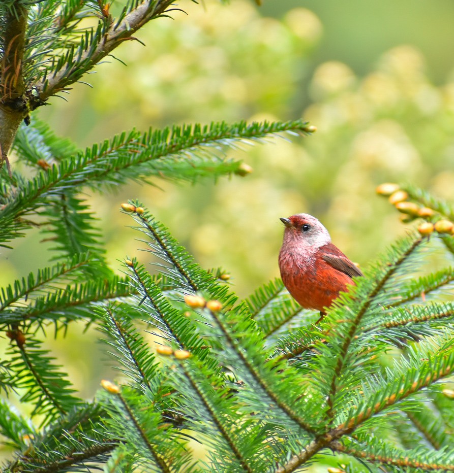 Pink-headed Warbler - Esteban Matías (birding guide) Sierra de los Cuchumatanes Huehuetenango esteban.matias@hotmail.com                             +502 53810540