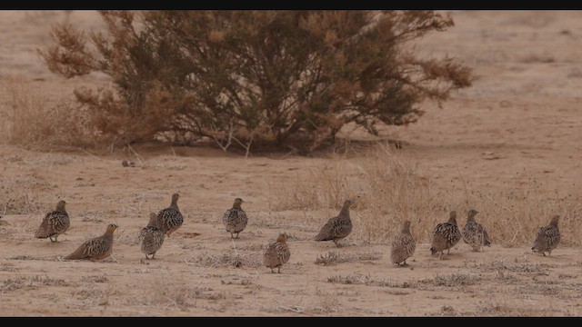 Crowned Sandgrouse - ML434214711