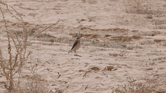 Northern Wheatear - ML434215341