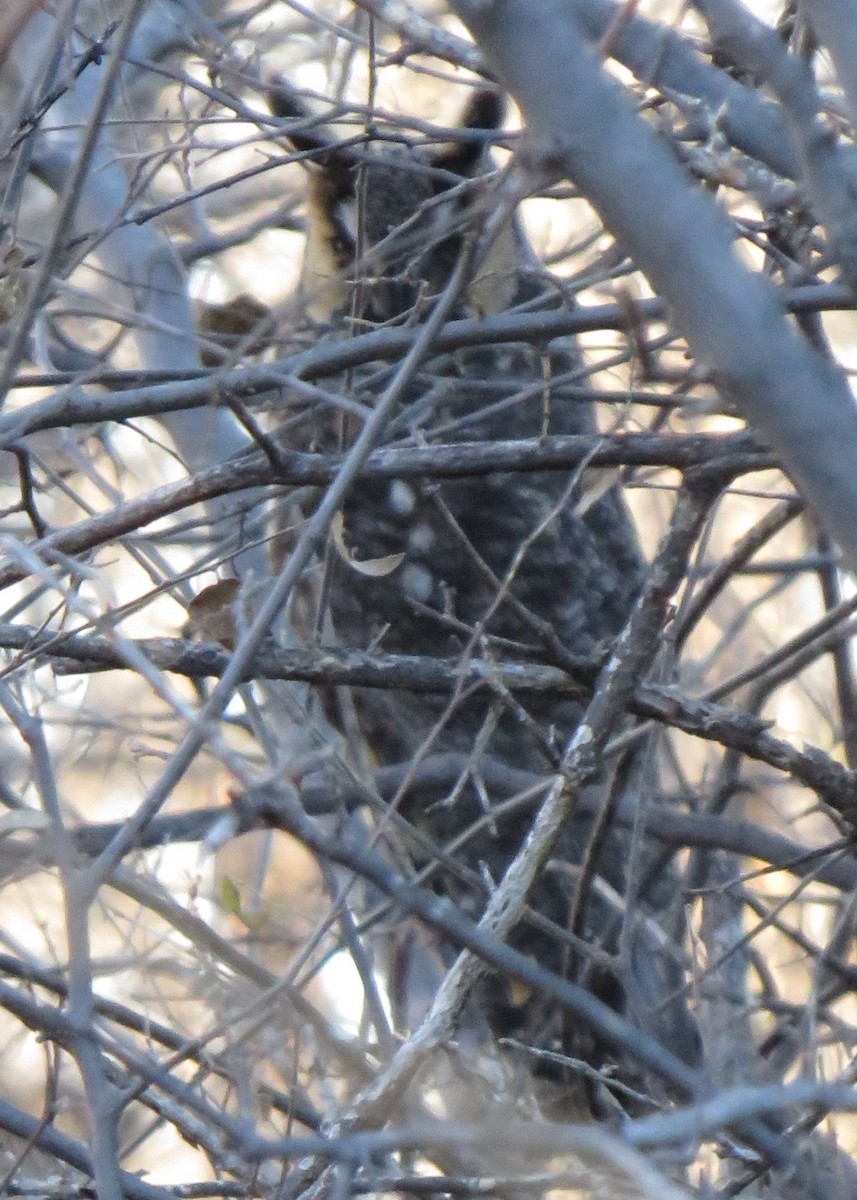 Long-eared Owl (American) - ML43421611