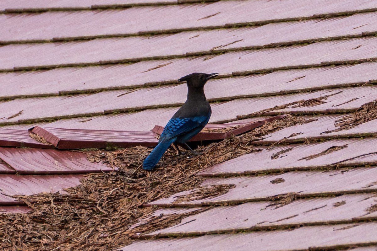 Steller's Jay - ML434216461