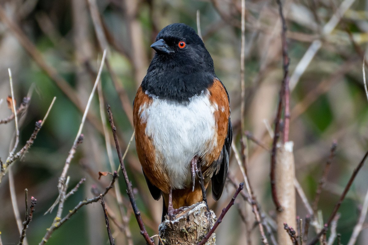 Spotted Towhee - ML434216611
