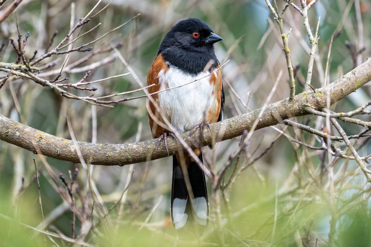 Spotted Towhee - ML434216661