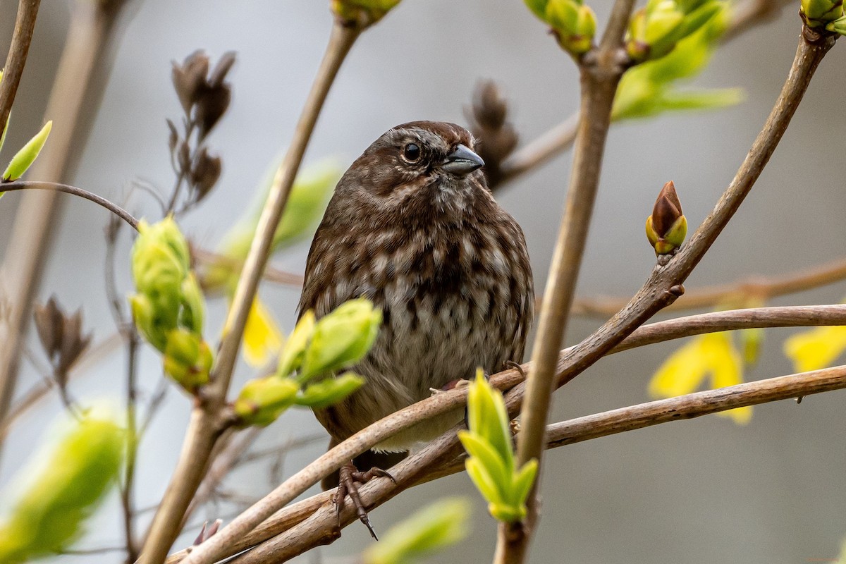 Song Sparrow - ML434216721