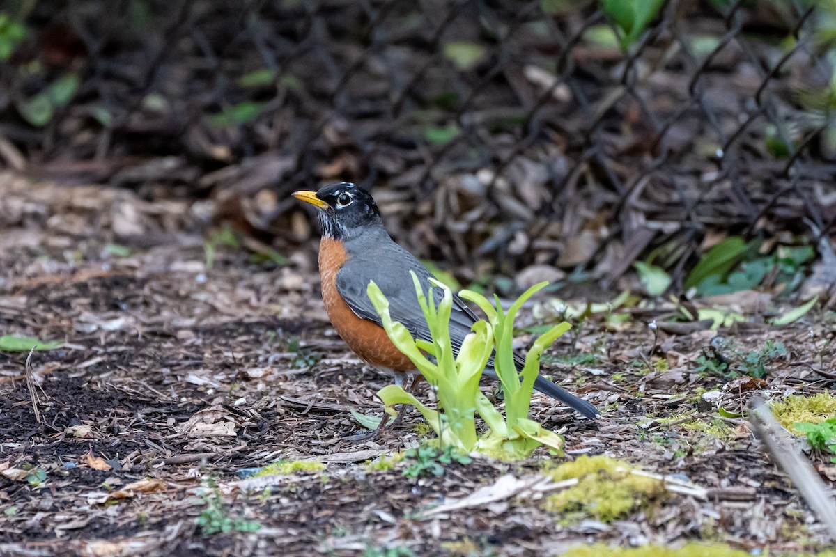 American Robin - ML434216751