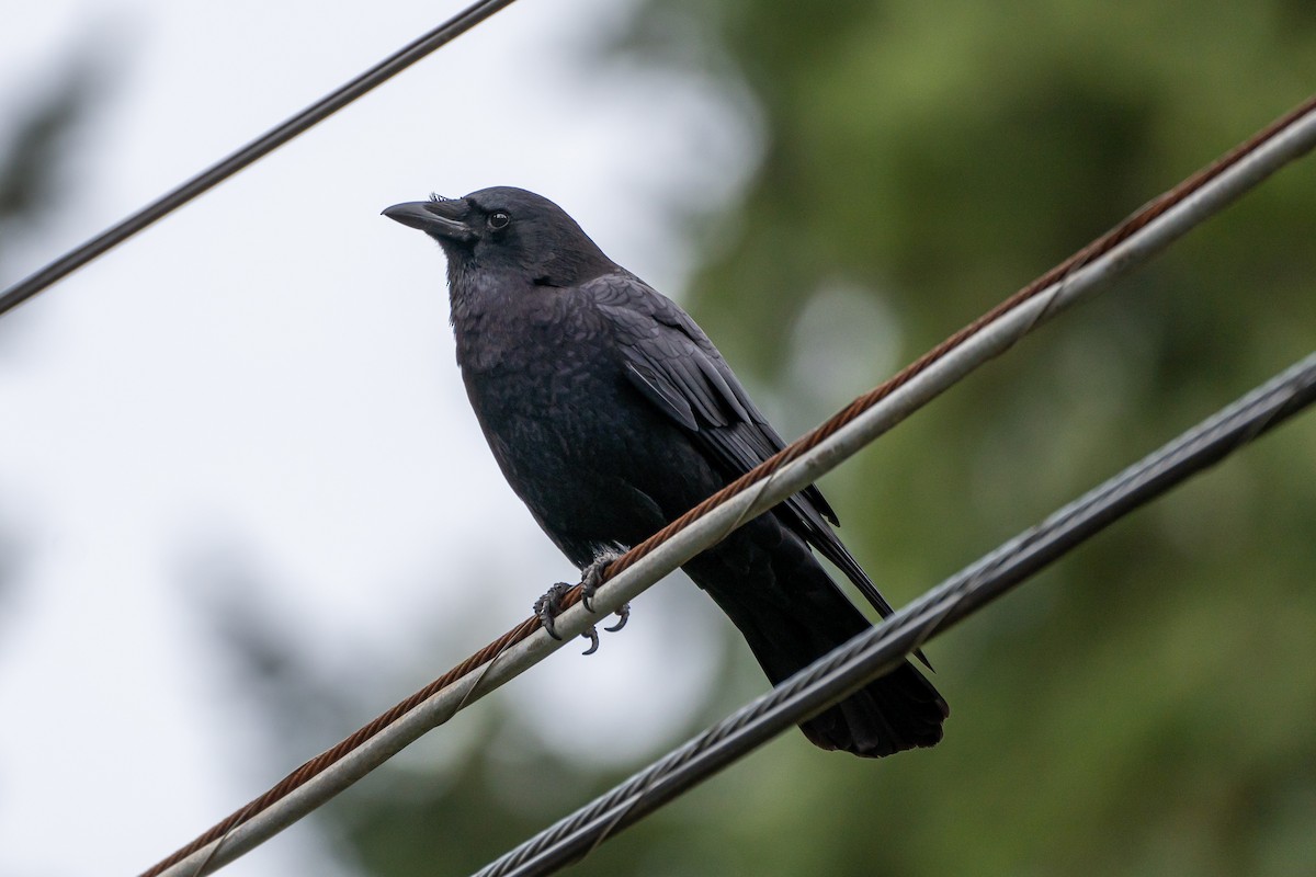 American Crow - ML434216791