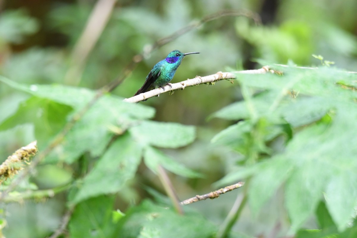 Berg-Veilchenohrkolibri - ML434218661