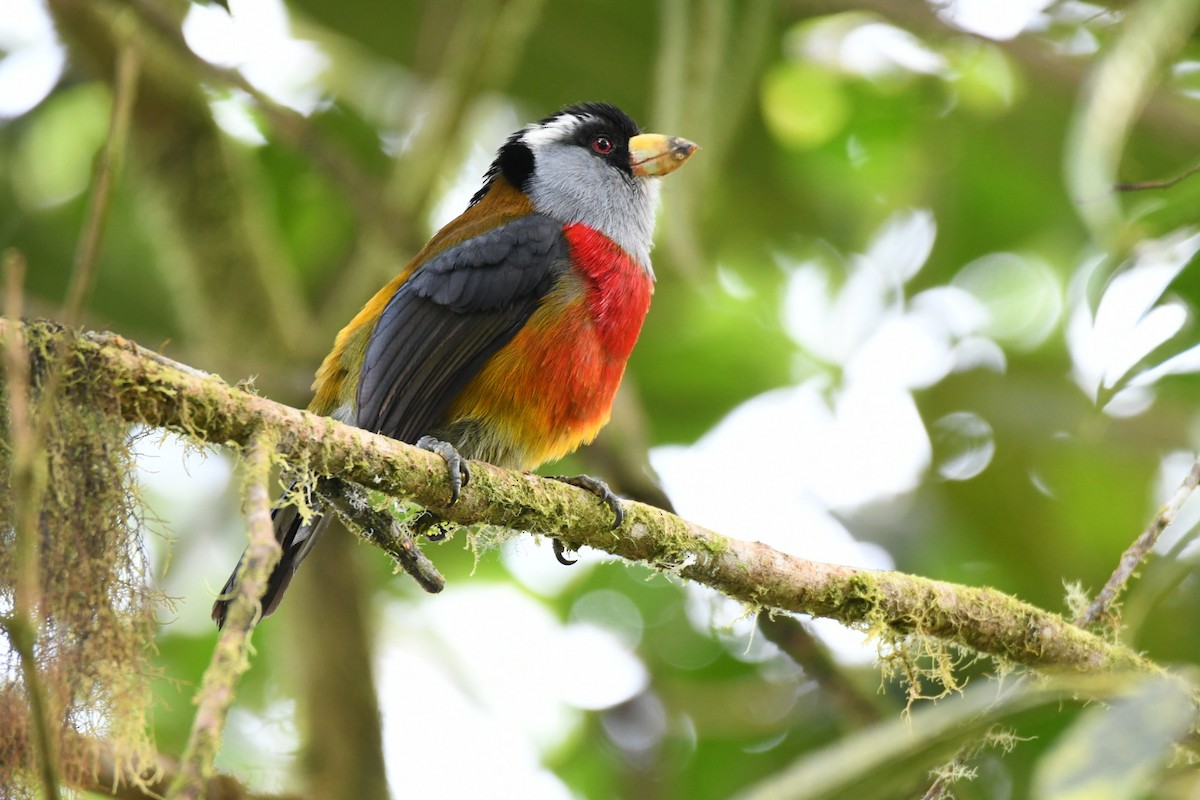 Toucan Barbet - A Huang Winoto