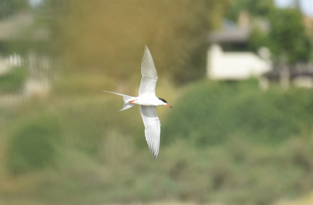 Forster's Tern - Sze On Ng (Aaron)