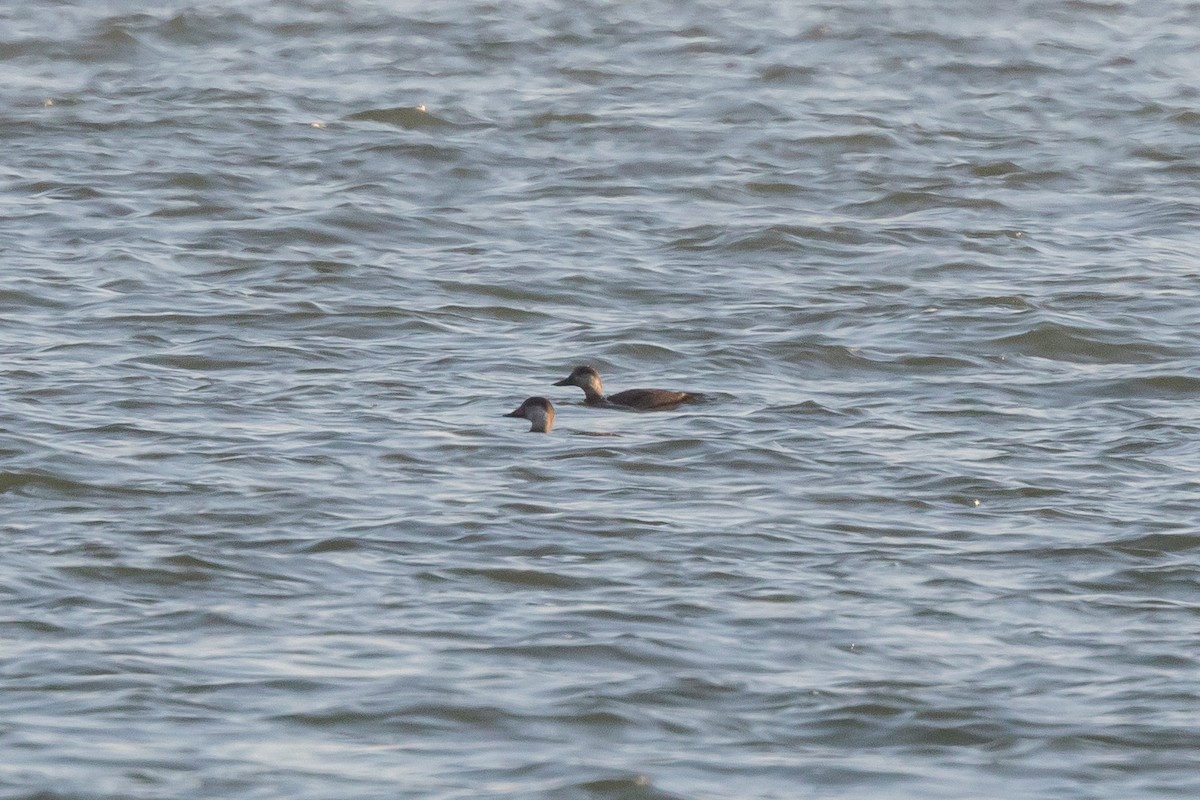 Black Scoter - ML43421901