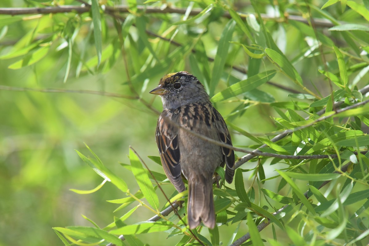 Golden-crowned Sparrow - ML434219131