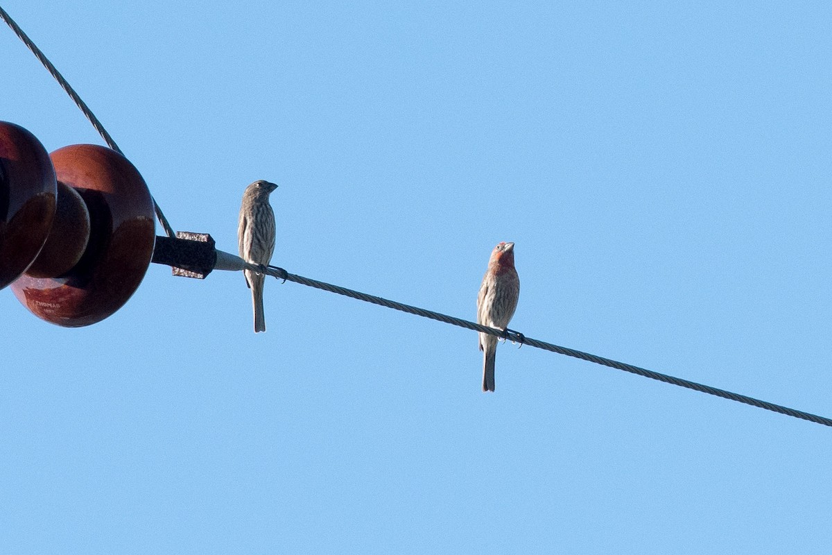 House Finch - ML43421941