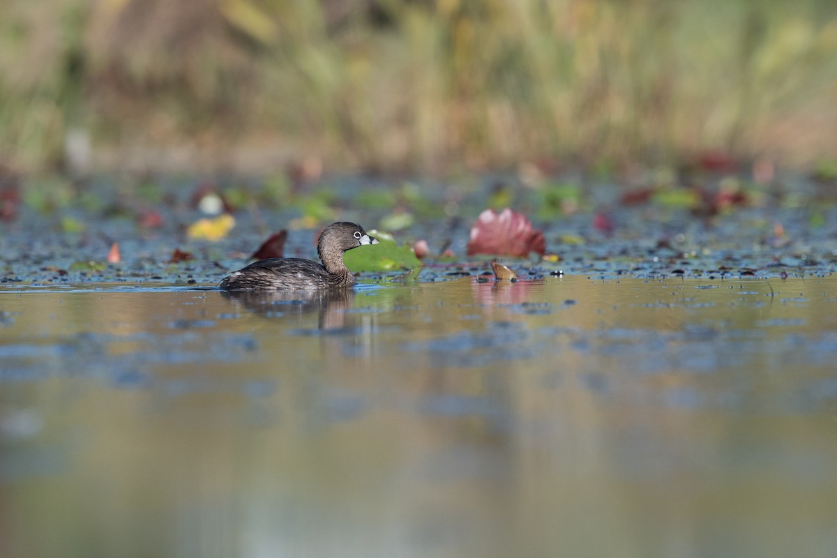 Pied-billed Grebe - ML43422021