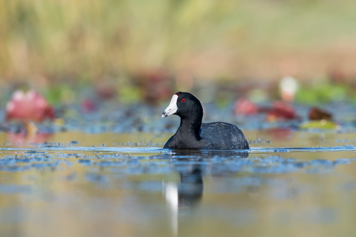 American Coot - ML43422071