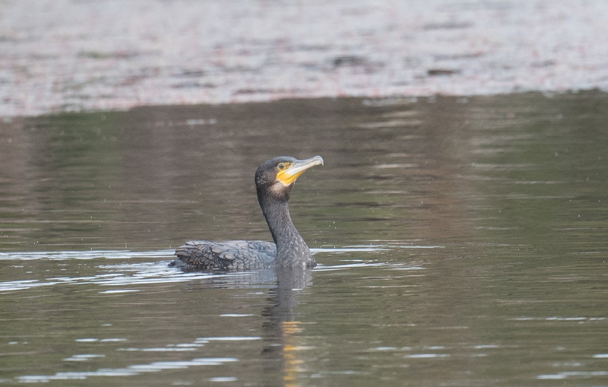 Great Cormorant - John Daniels