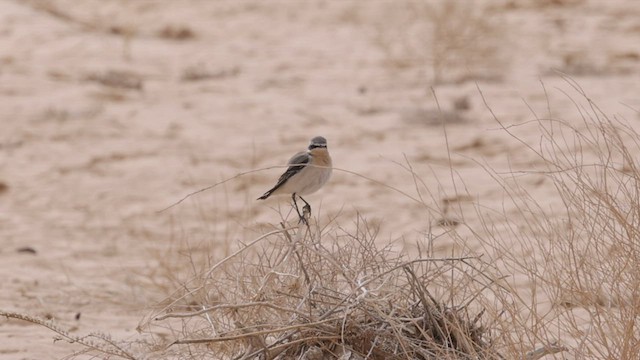 Northern Wheatear - ML434221281