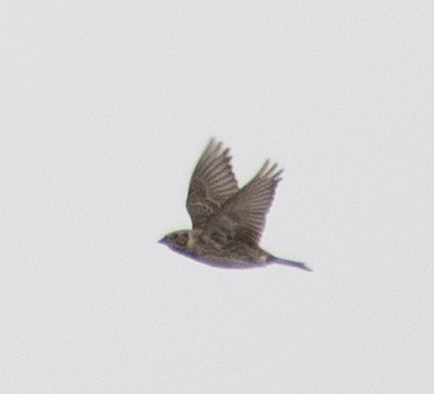 Lapland Longspur - ML434223041