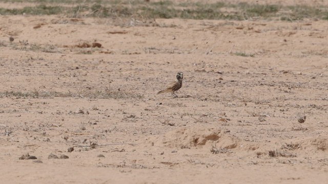 Thick-billed Lark - ML434223641