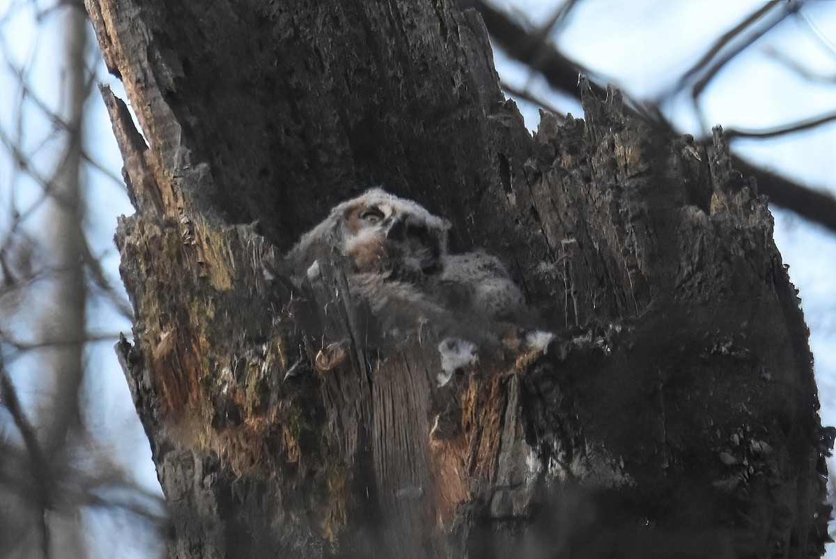 Great Horned Owl - ML434223791