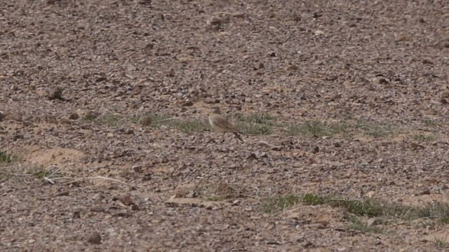 Greater Hoopoe-Lark (Mainland) - ML434224321