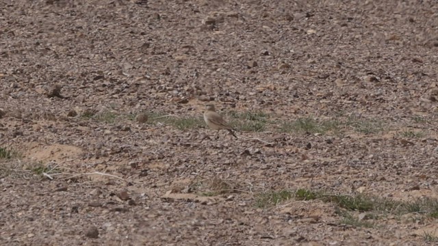 Greater Hoopoe-Lark (Mainland) - ML434224321