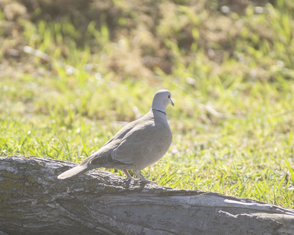 Eurasian Collared-Dove - Megan Migues