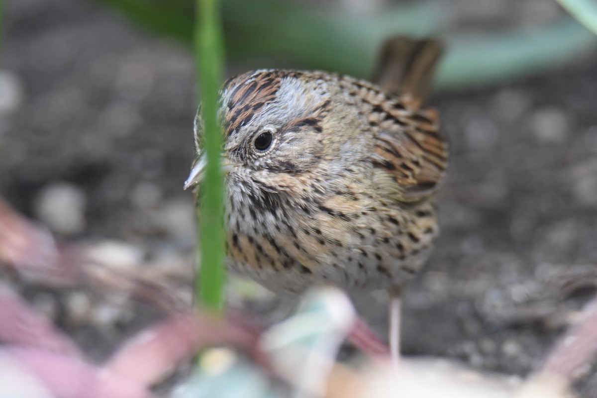 Lincoln's Sparrow - ML434224691