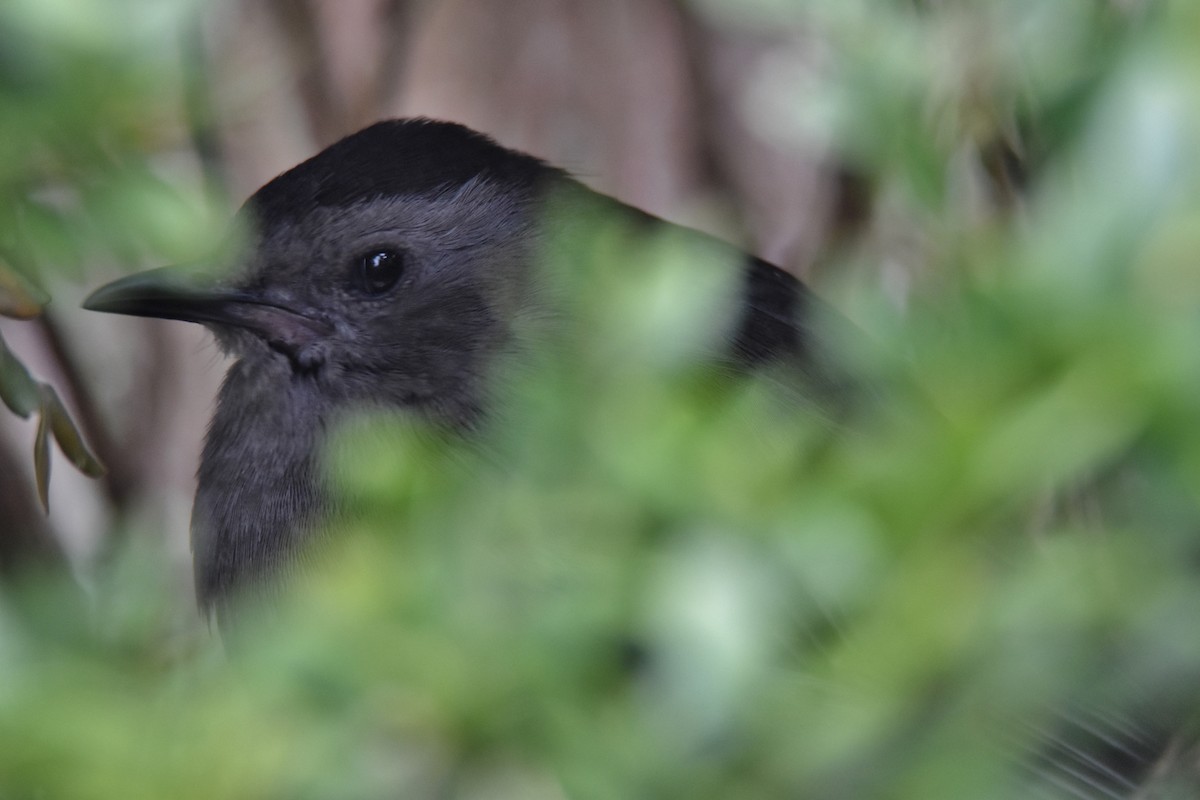 Gray Catbird - ML434224751