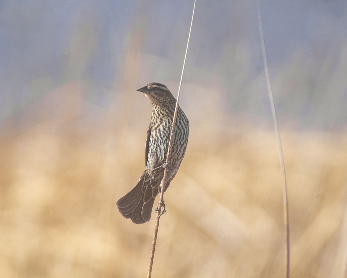 Red-winged Blackbird - ML434225041