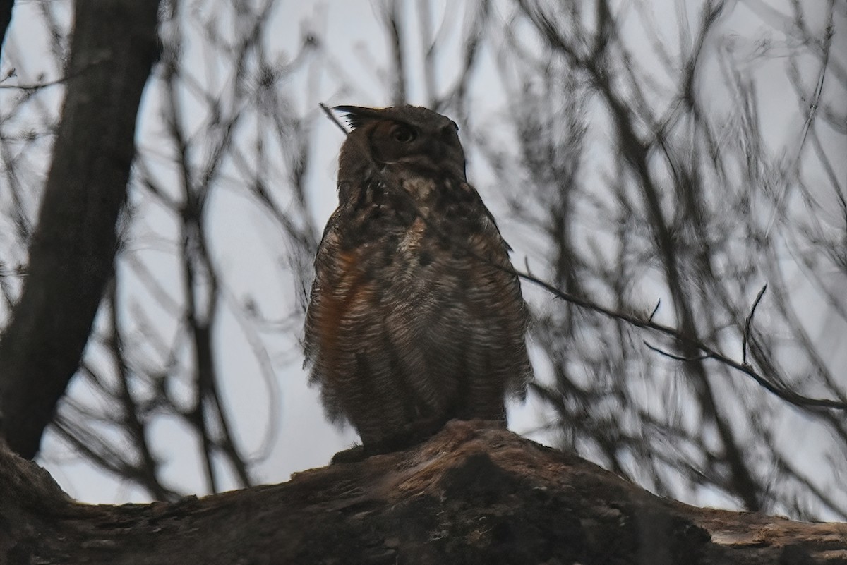 Great Horned Owl - ML434225181