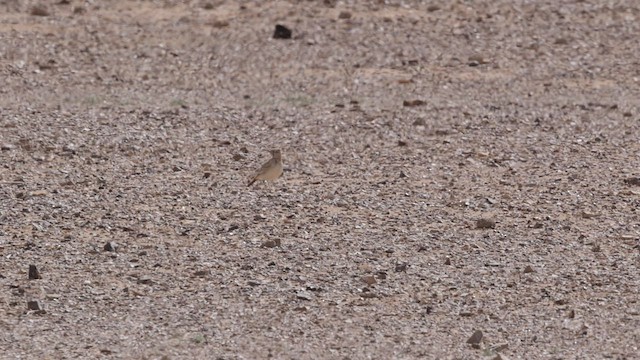 Sirli du désert (groupe alaudipes) - ML434225281