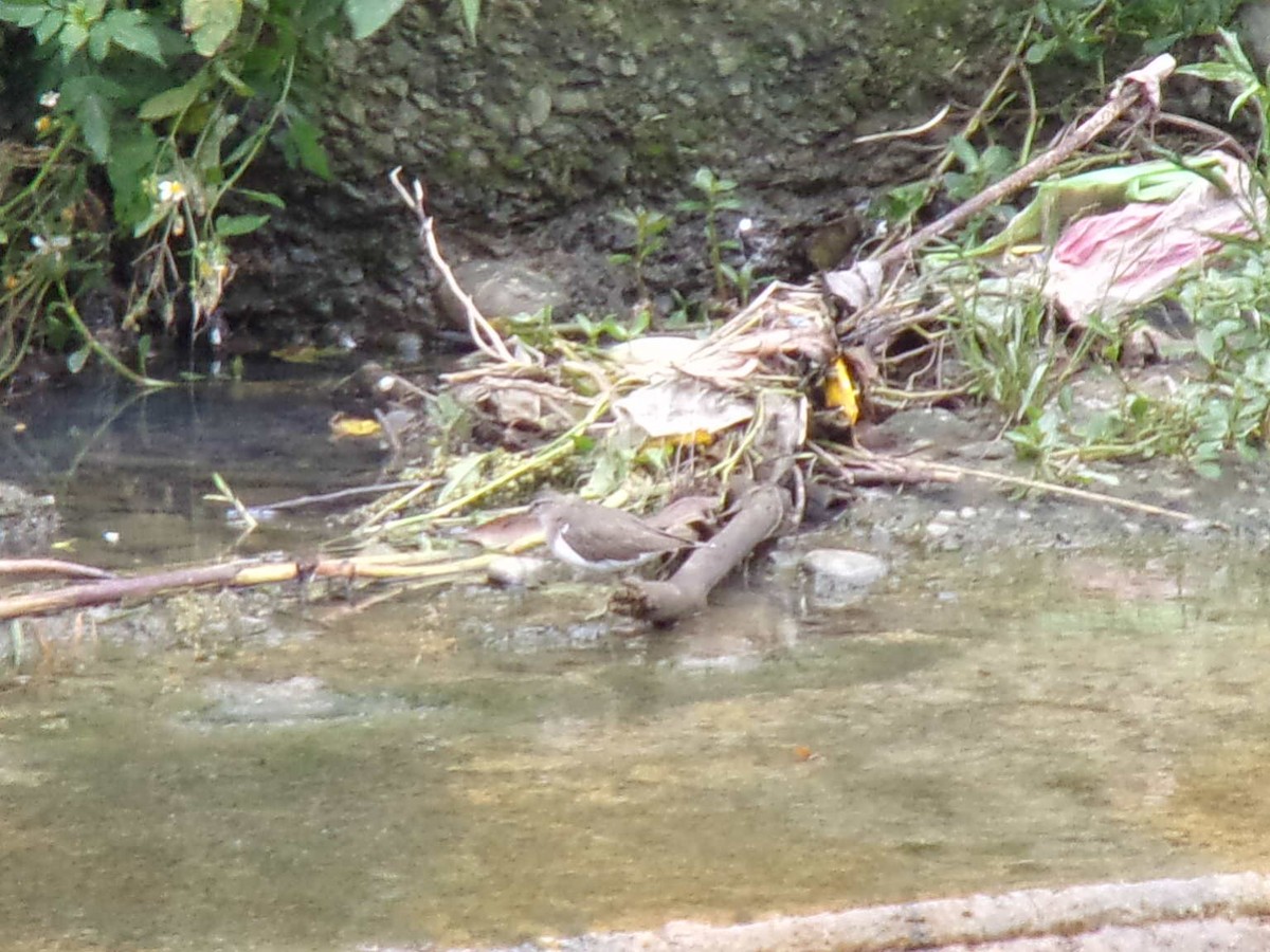 Common Sandpiper - ML434225821