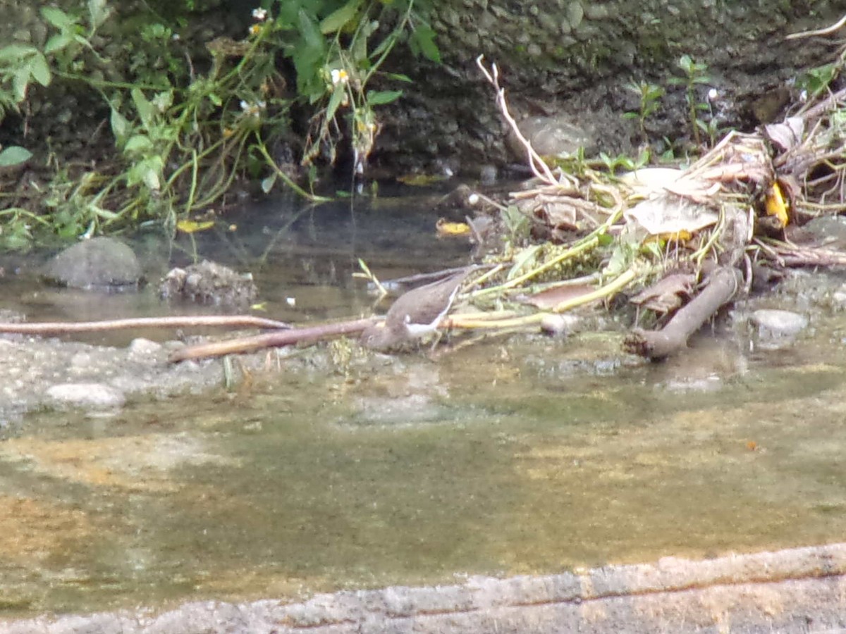 Common Sandpiper - ML434225851